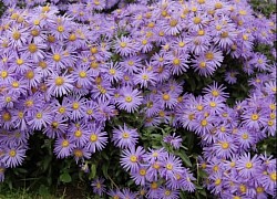 Purple Daisy, My Mom Favorite.