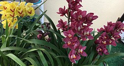More Of My Mom Garden.